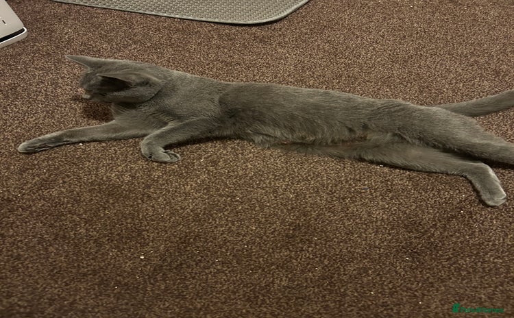 British Shorthair cats British Shorthair Female Cat Queen. - Advert 1