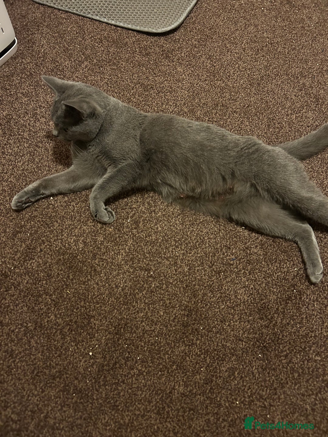 British Shorthair cats for sale: British Shorthair Female Cat Queen. - Advert 1