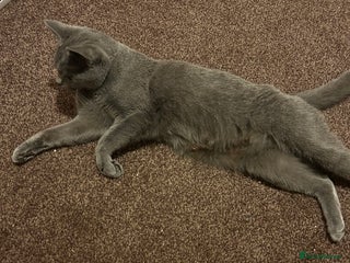 British Shorthair cats British Shorthair Female Cat Queen. - Advert 3