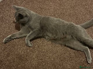 British Shorthair cats British Shorthair Female Cat Queen. - Advert 15