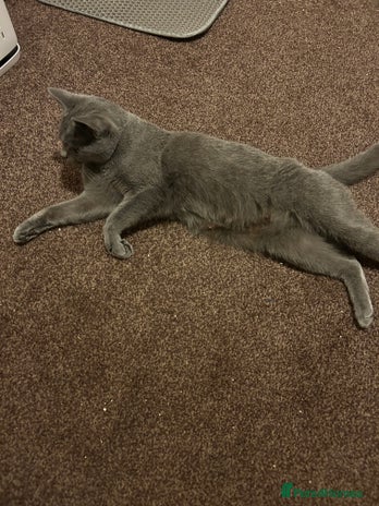 British Shorthair cats British Shorthair Female Cat Queen. - Advert 1