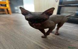 Sphynx cats for stud: Tica Registered Canadian Sphynx in Hull - Image 23