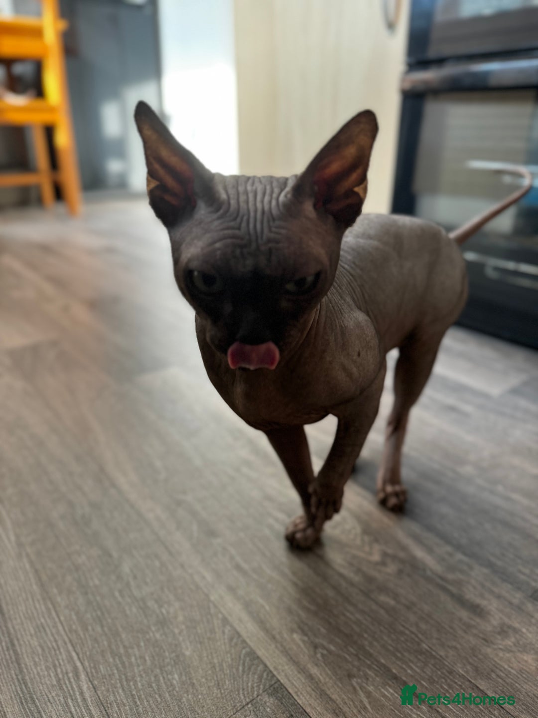 Sphynx cats for stud: Tica Registered Canadian Sphynx in Hull - Image 23