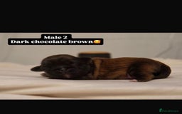 Shih Tzu dogs for sale: Shihtzu imperial - Advert 13