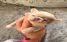 Chihuahua dogs for sale: 💖 Esquire litter of chihuahua puppies 💖 - Advert 18