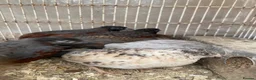 Mixed Breed poultry for sale: Beautiful Quals and Quals and chicken - Advert 22