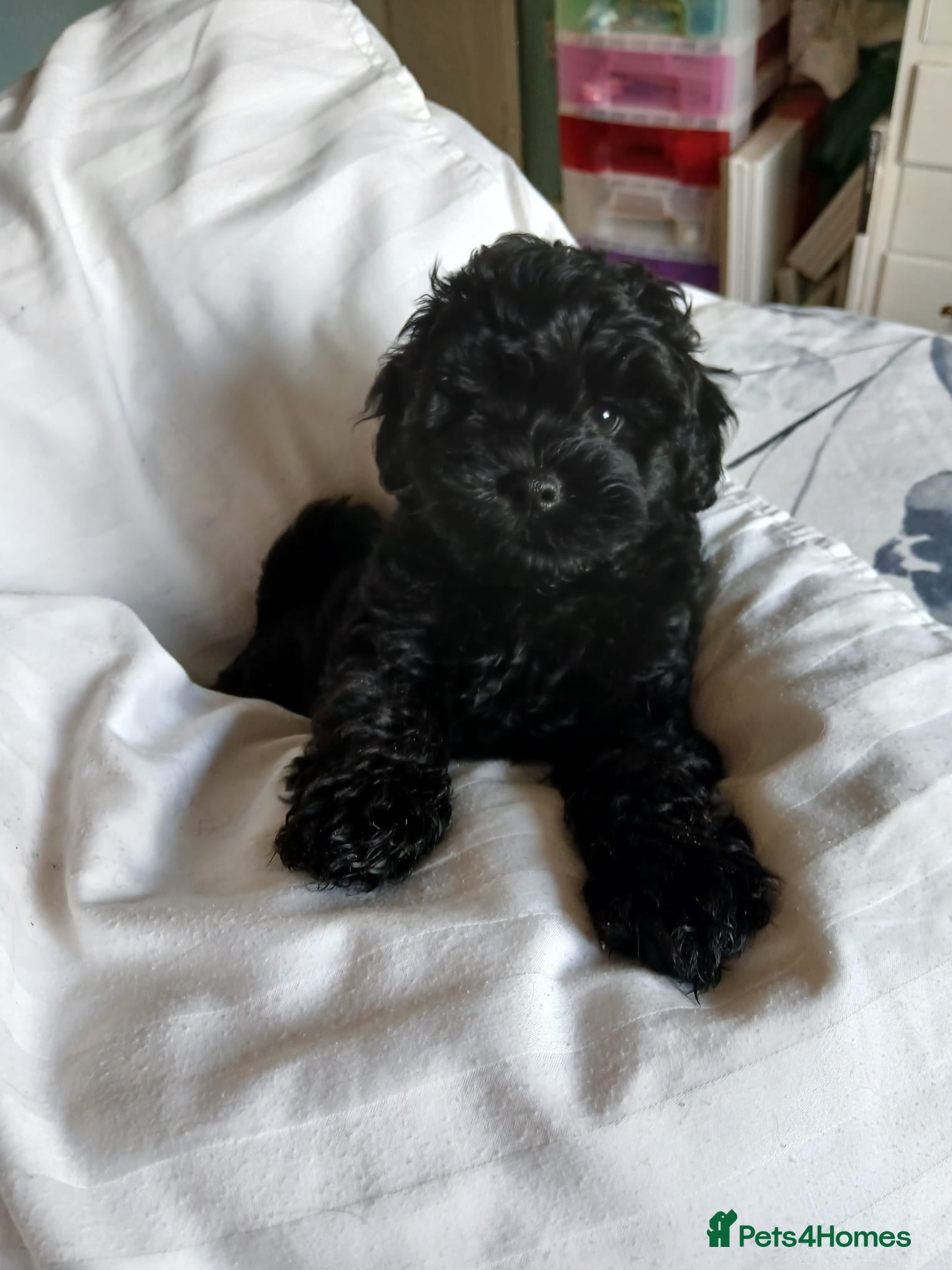 Lhasapoo dogs Lhasapoo puppy  - Advert 1
