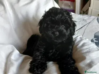 Lhasapoo dogs Lhasapoo puppy - Advert 3