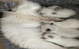 Ragdoll cats for sale: 🌸Extensively health tested Tica reg. kittens🌸 - Image 6