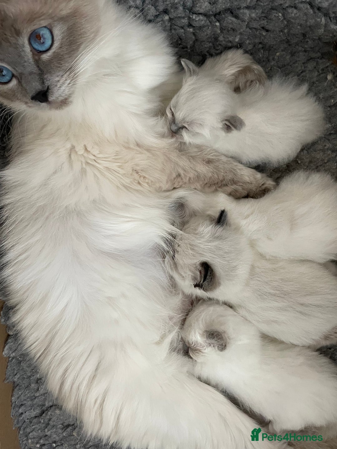 Ragdoll cats for sale: 🌸Extensively health tested Tica reg. kittens🌸 - Image 6