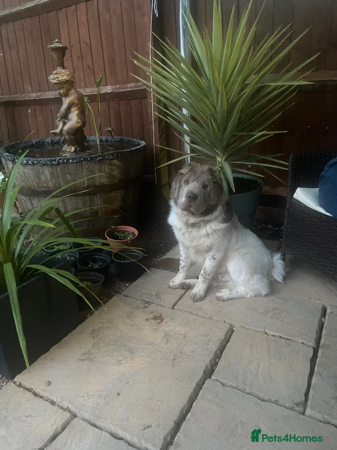Shar Pei dogs for sale: Shar pei - Advert 1