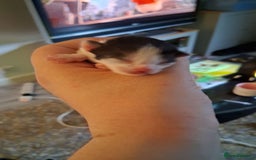 Bengal cats for sale: Kittens - Image 4