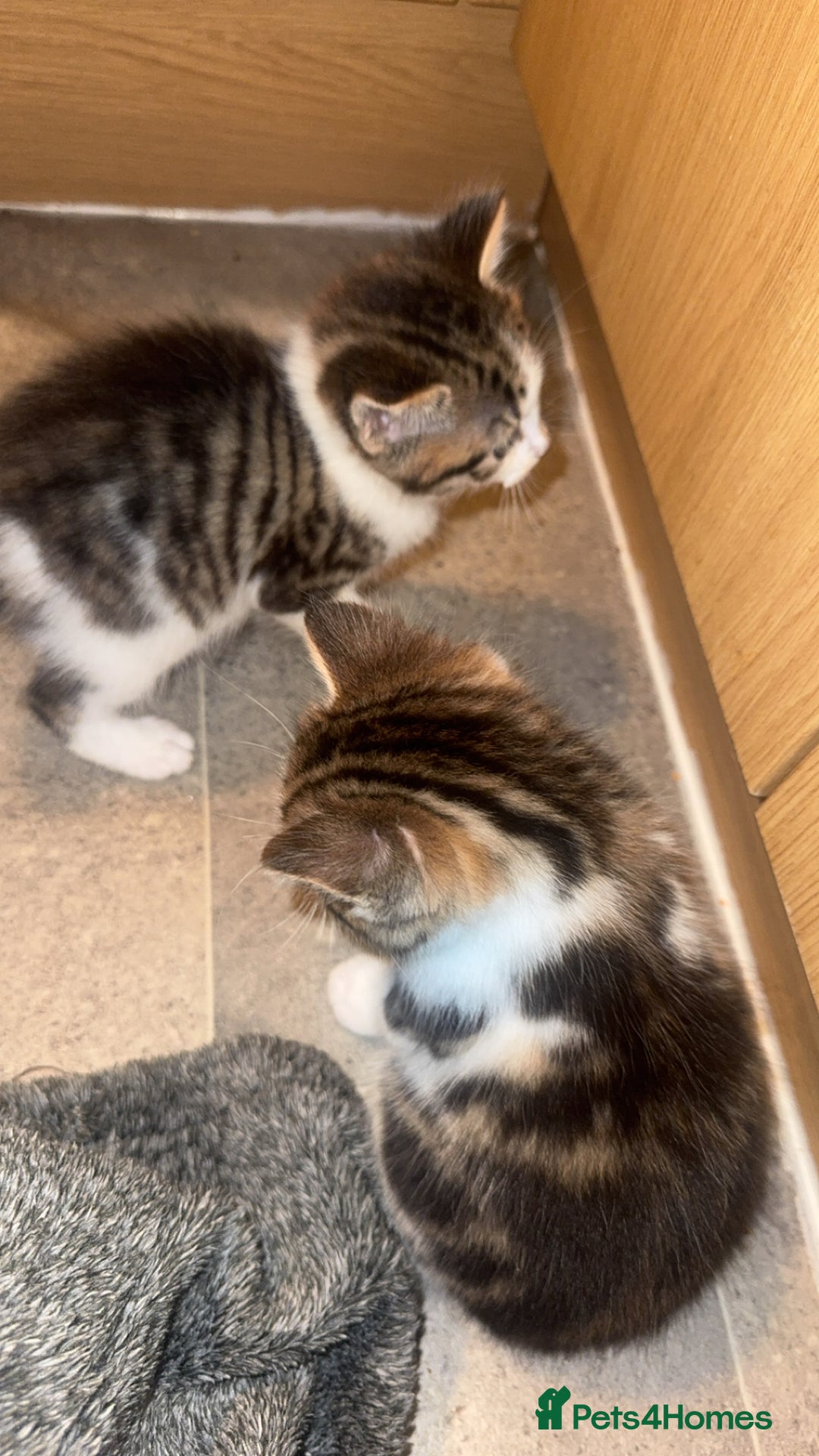 Domestic Shorthair cats for sale: 2 male kittens for sale  - Advert 11