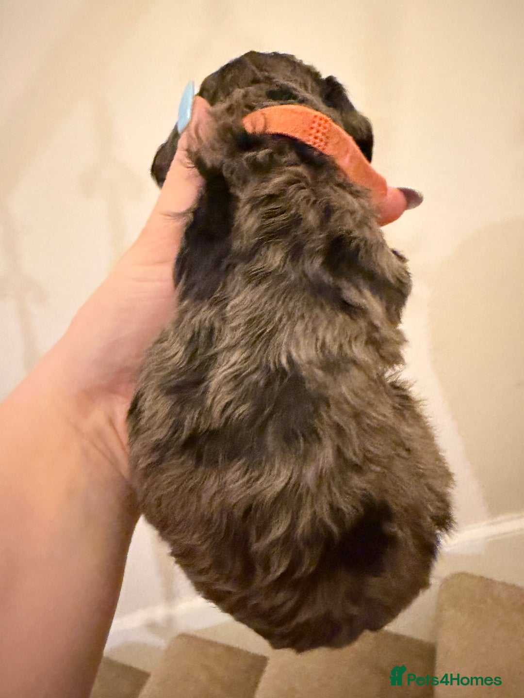 Mixed Breed dogs for sale: Miniature Doxiepoos  - Advert 5