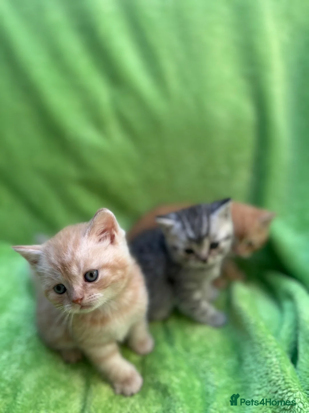 Scottish Fold cats for sale:  Meet your future cuddle companion! ✨🐾 in Reading - Advert 27