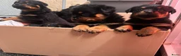 Rottweiler dogs for sale: Stunning KC Reg Old Type Rottweiler Puppies  - Advert 20