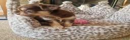 Chihuahua dogs for sale: Long coat Chihuahua puppies  - Advert 8