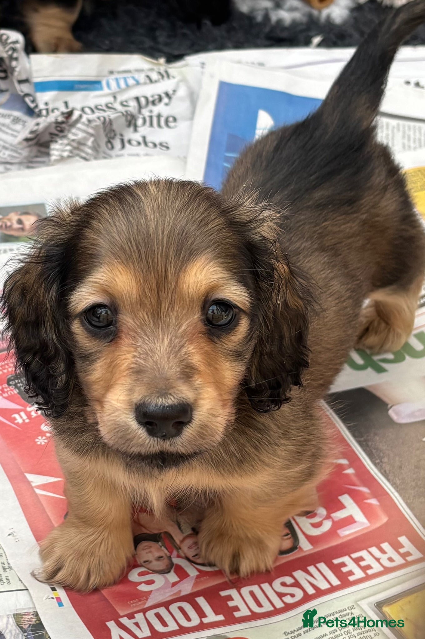 Miniature Dachshund dogs Miniature longhaired dachshund puppy  - Advert 18