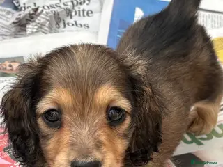 Miniature Dachshund dogs Miniature longhaired dachshund puppy - Advert 18