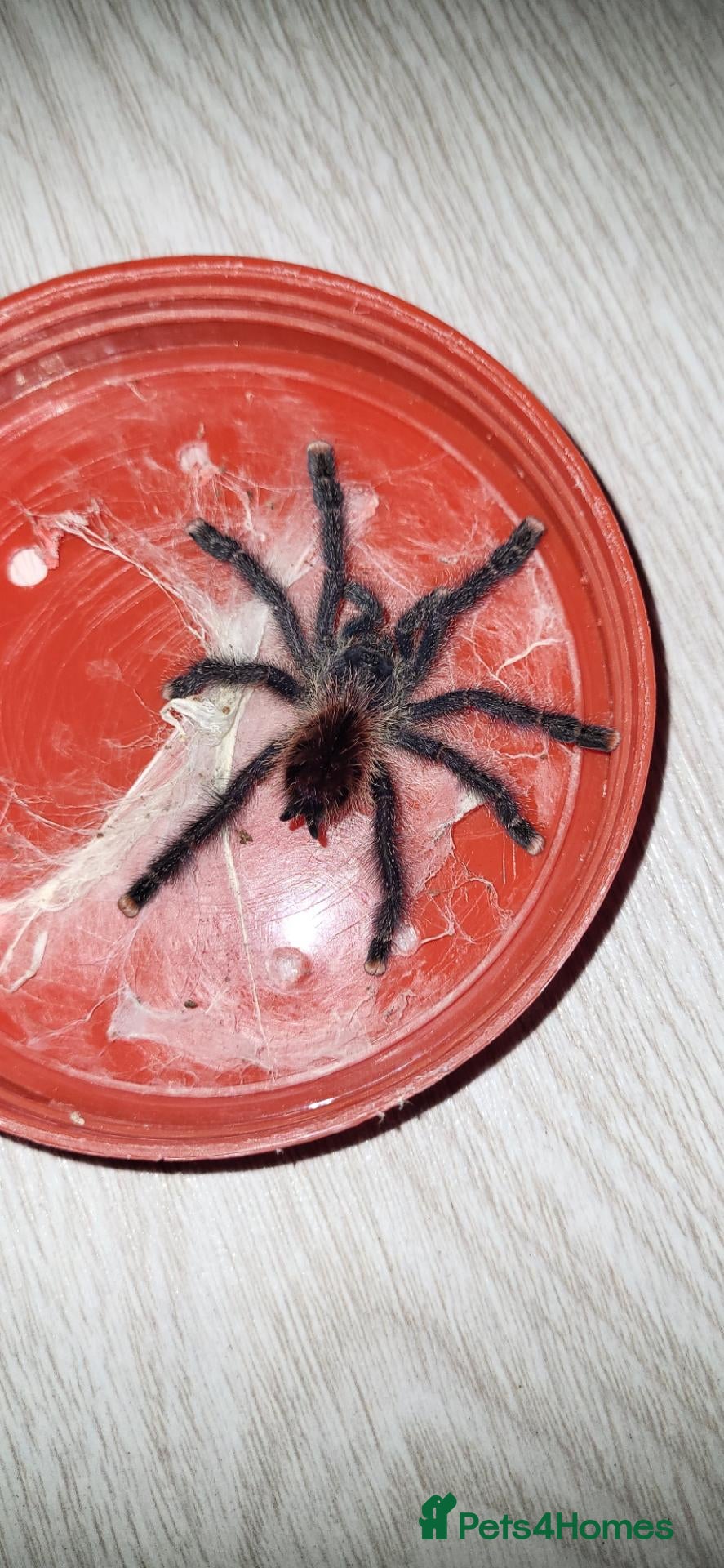 Spiders invertebrates Avic Jurensis - Advert 5