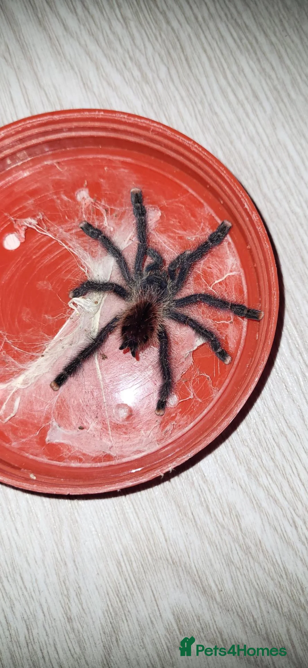 Spiders invertebrates for sale: Avic Jurensis in Shoreham-by-Sea - Advert 1
