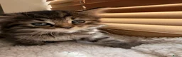 Mixed Breed cats for sale: 4 Beautiful Ragdoll x British Shorthair Kittens in Saint Helens - Advert 17