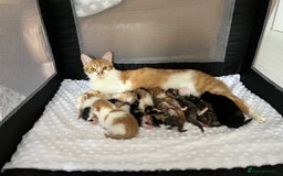 Domestic Shorthair cats for sale: Litter of 9 Beautiful Kittens - Image 10