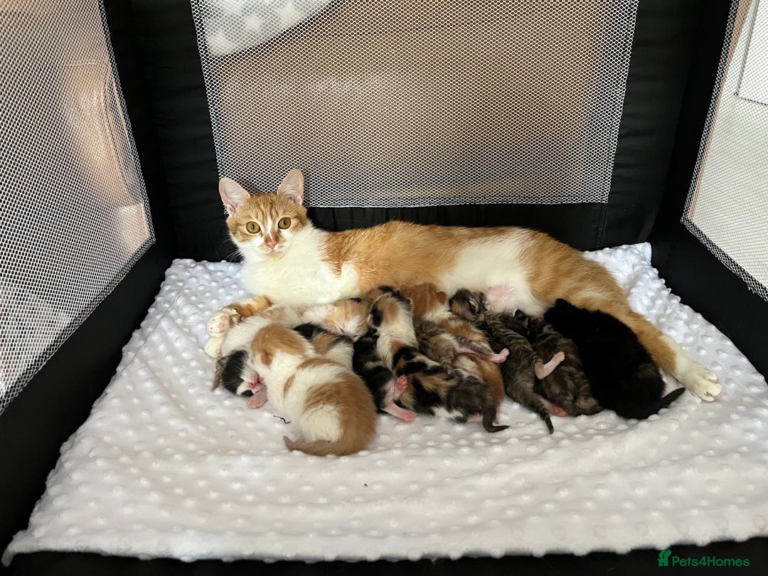 Domestic Shorthair cats for sale: Litter of 9 Beautiful Kittens - Image 10