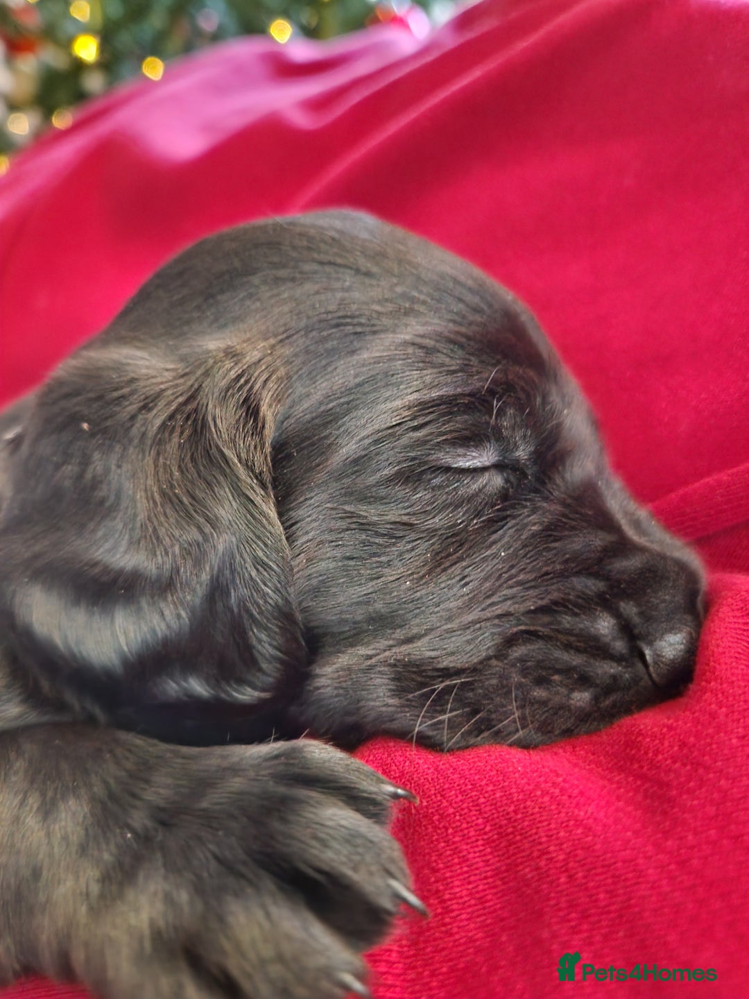 Cockerdor dogs for sale: Beautiful Female Cockador Puppy - Advert 4