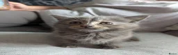 Mixed Breed cats for sale: Beautiful Kittens in Brierley Hill - Advert 15