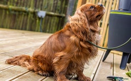 Cavalier King Charles Spaniel dogs for stud: Stunning KC Reg Cavalier King Charles Spaniel STUD in Salisbury - Image 5
