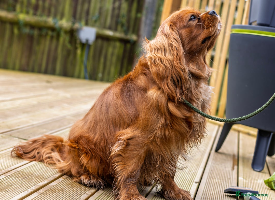 Cavalier King Charles Spaniel dogs for stud: Stunning KC Reg Cavalier King Charles Spaniel STUD in Salisbury - Image 5