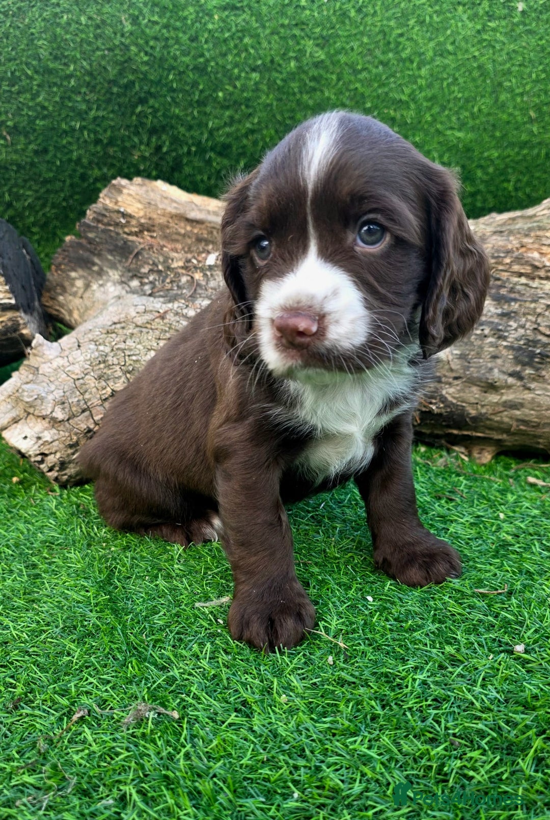 Cocker Spaniel dogs for sale: WORKING dna clear cocker spaniels  - Image 21