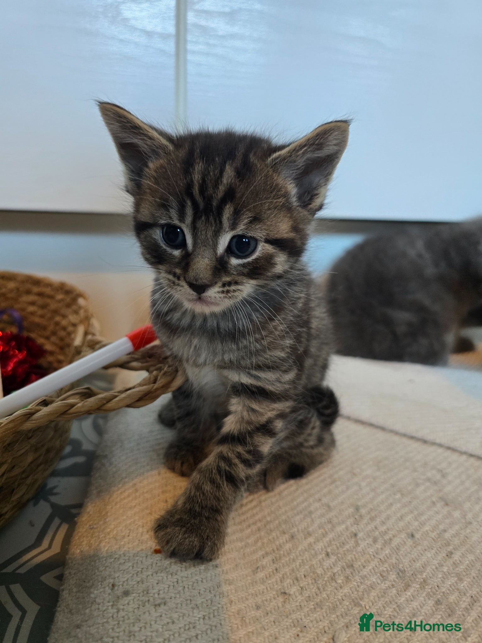 Maine Coon cats 🖤READY NOW🖤2 LEFT🖤Maine Coon X - Advert 1
