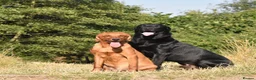 Labrador Retriever dogs for sale: Labrador pups - Advert 1