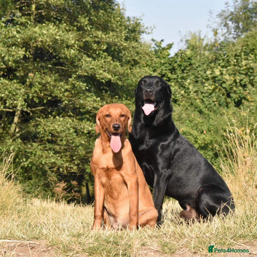 Labrador Retriever dogs for sale: Labrador pups - Advert 1