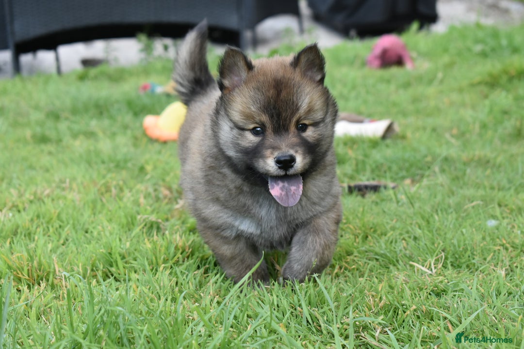 Siberian Husky dogs for sale: Beautiful Chowski puppies  - Image 16