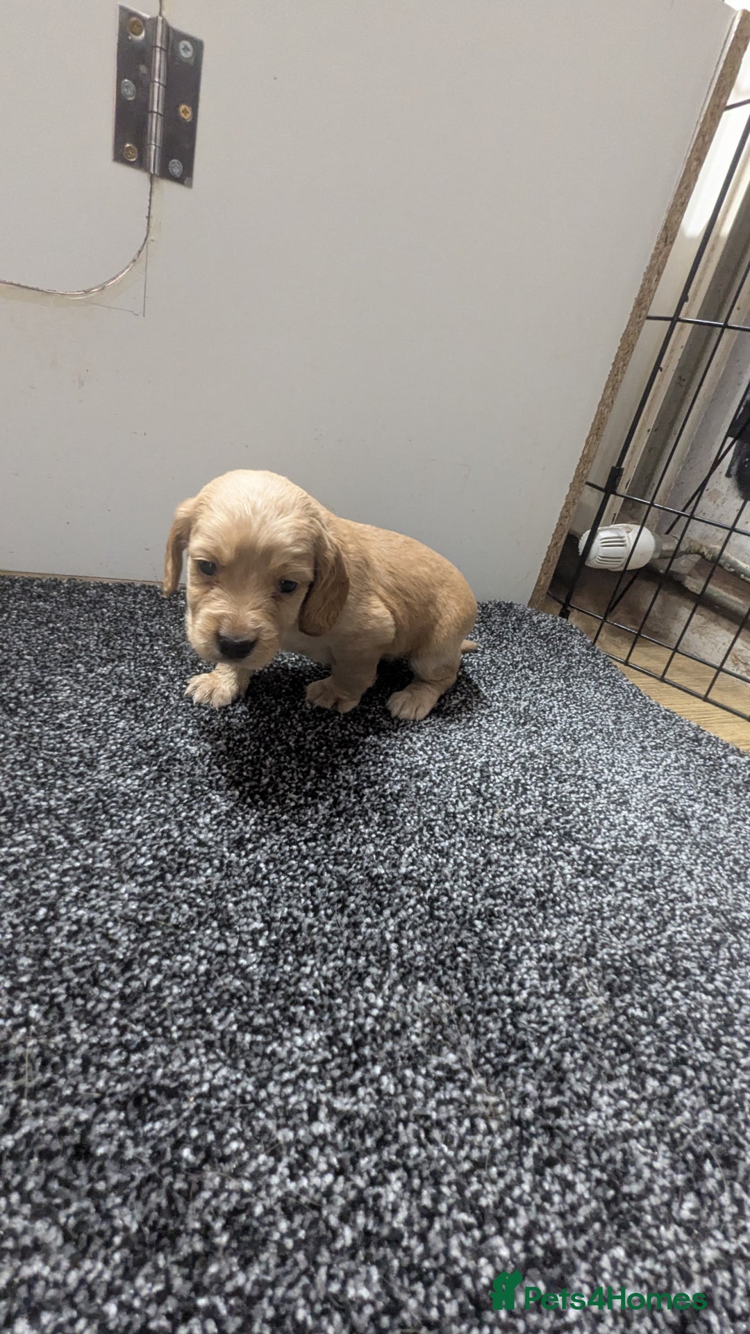 Cocker Spaniel dogs for sale: Adorable Working-Type Cocker Spaniel puppies - Advert 23