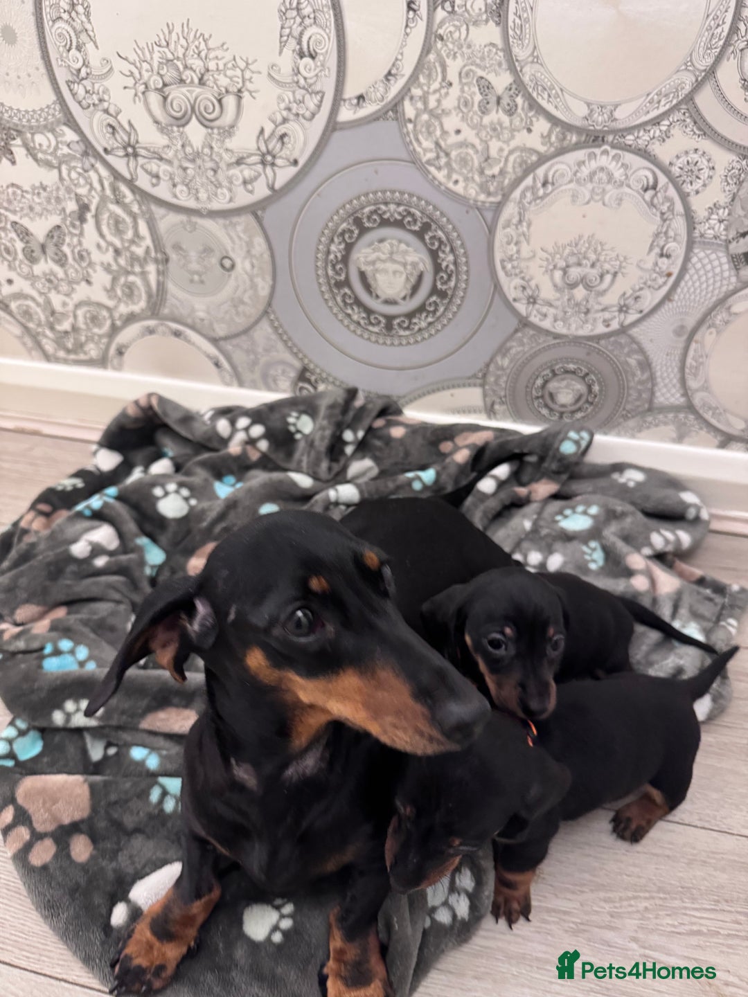 Dachshund dogs for sale: Dachshund Puppies  - Advert 15