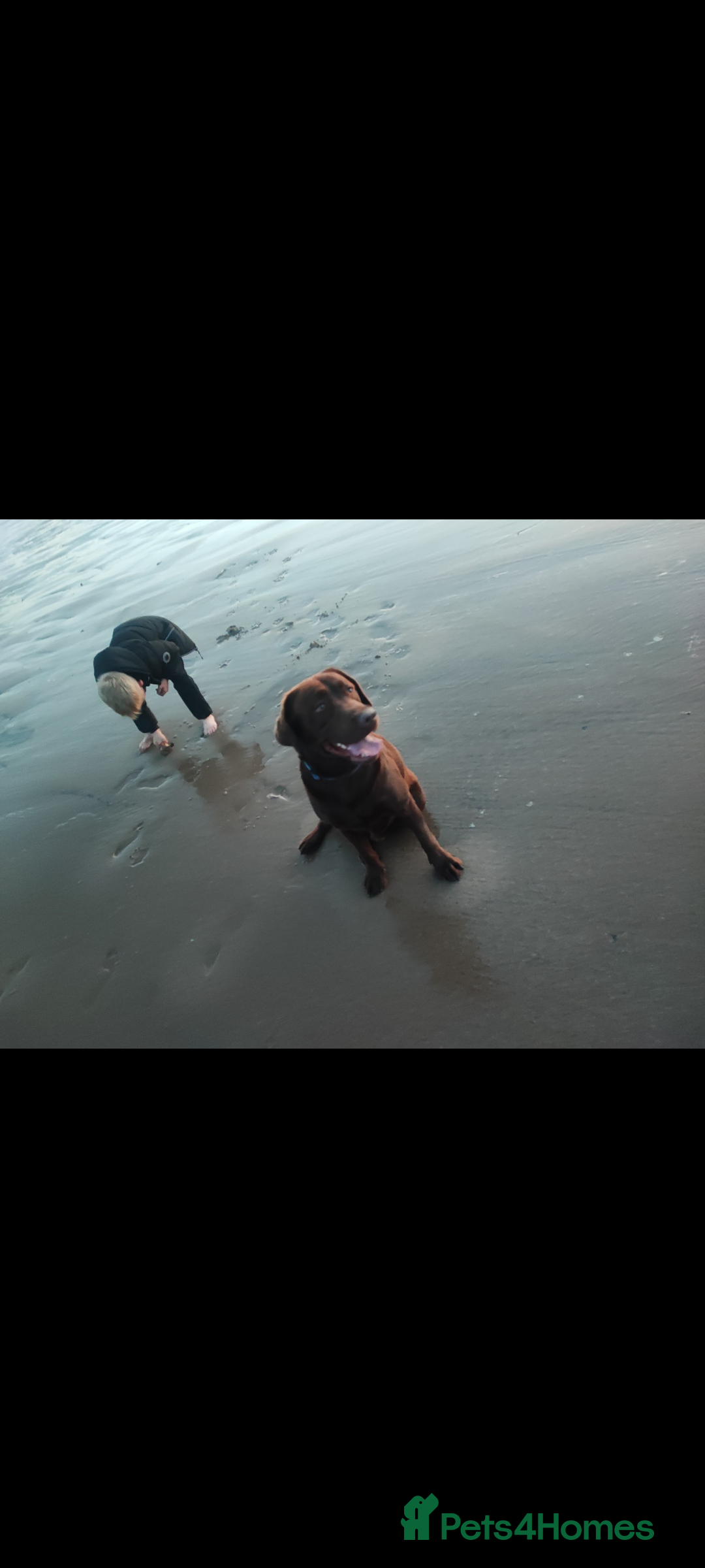 Labrador Retriever dogs for sale: Chocolate Labrador  - Advert 3