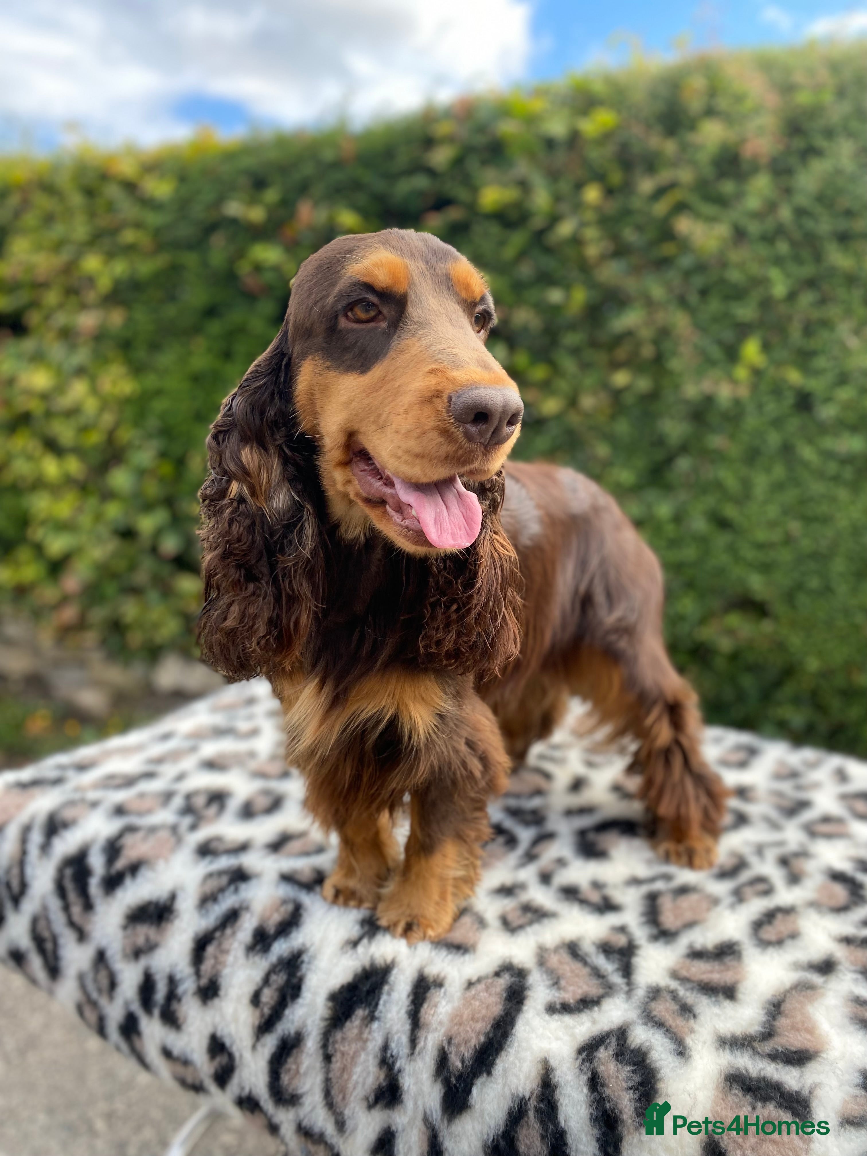 Cocker Spaniel dogs TRUE TO TYPE- Chocolate & Tan Show Cocker Spaniel in Holywell - Advert 2