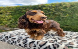 Cocker Spaniel dogs for stud: TRUE TO TYPE- Chocolate & Tan Show Cocker Spaniel in Holywell - Image 1