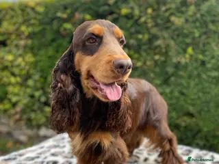 Cocker Spaniel dogs TRUE TO TYPE- Chocolate & Tan Show Cocker Spaniel in Holywell - Advert 13