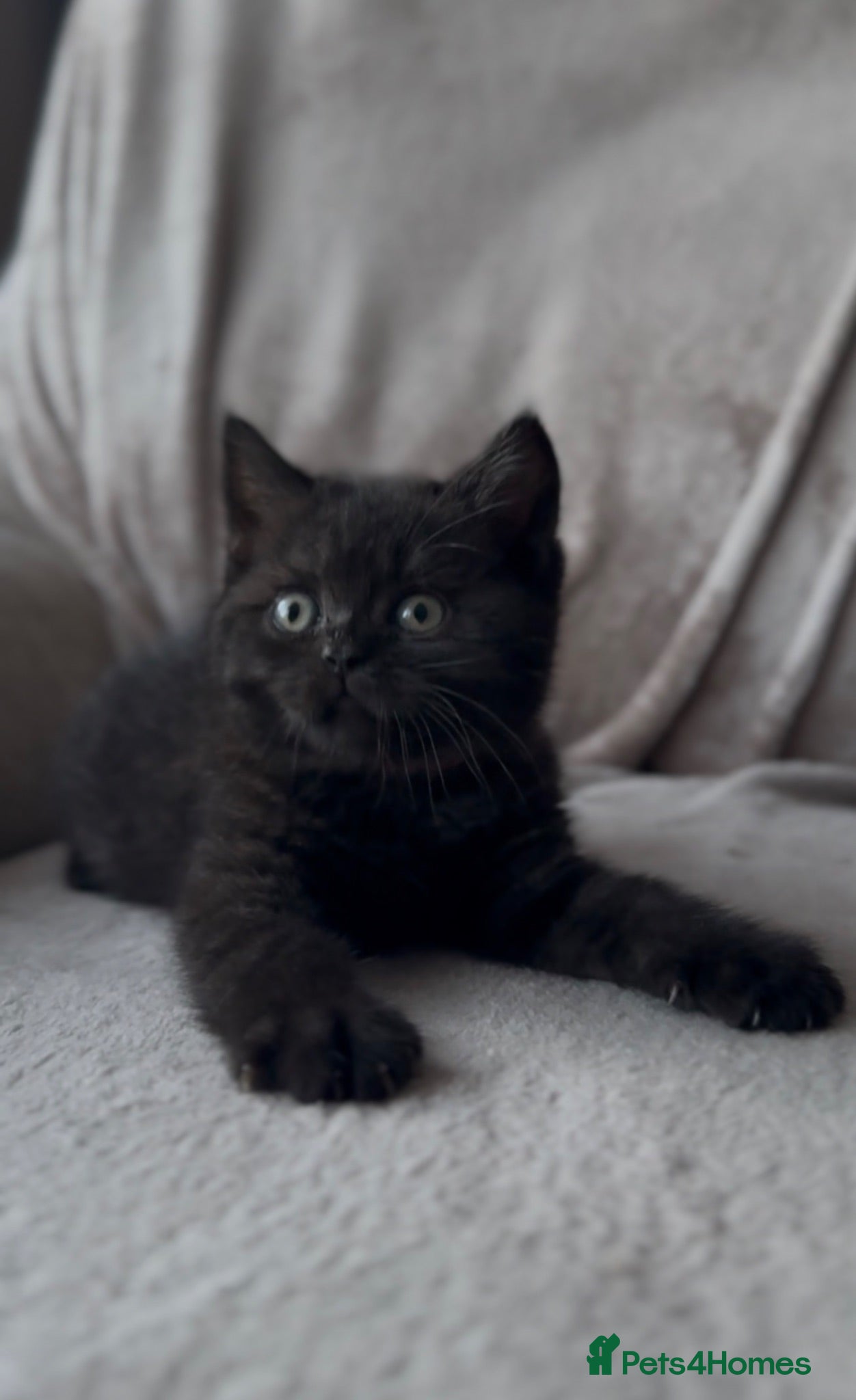British Shorthair cats Last Remaining Champion Bloodlined BSH kitten‼️ - Advert 9