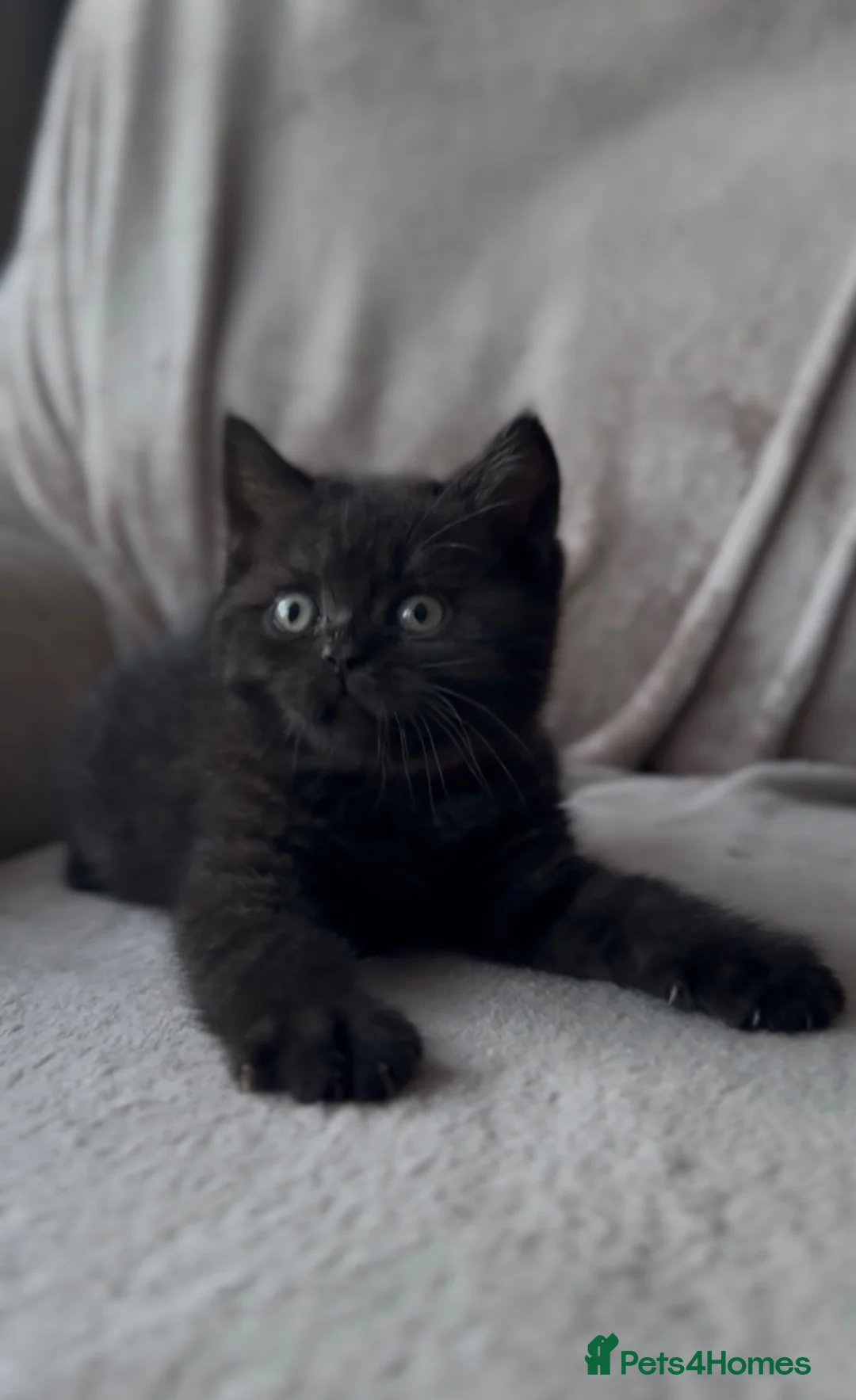 British Shorthair cats for sale: Beautiful Champion Bloodlined BSH kittens. - Advert 2