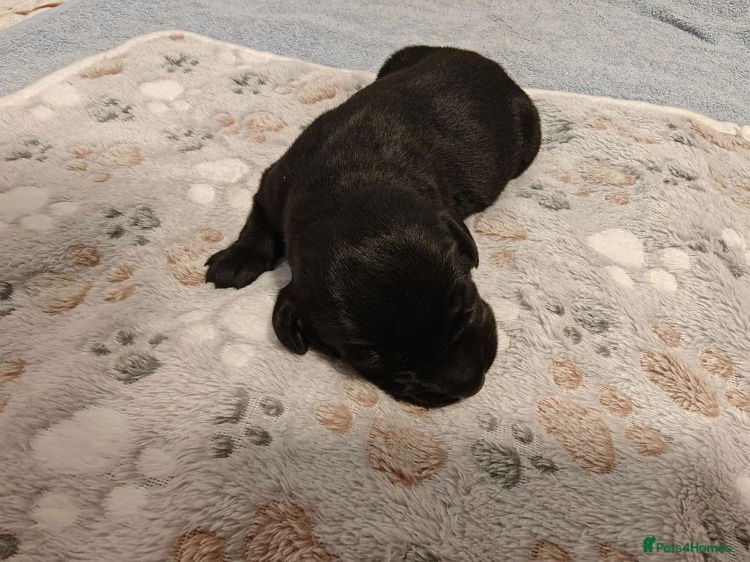 German Wirehaired Pointer dogs for sale: German Wirehaired Pointer Puppies - Advert 9