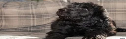Goldendoodle dogs for sale: F1 Standard Goldendoodle Boy Ready Now  - Advert 11
