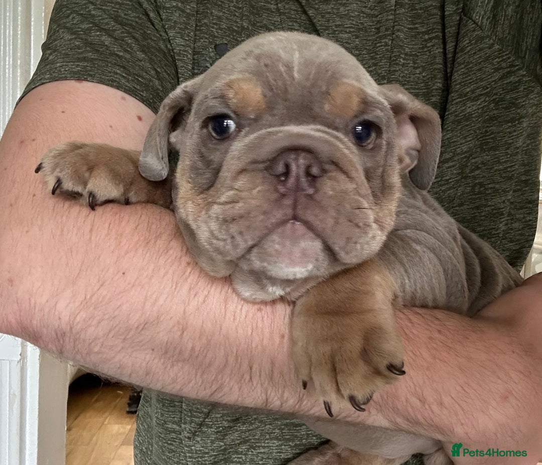 English Bulldog dogs for sale: English Bulldog Puppy 2 - English Bulldog puppies boys & girls - Image 10