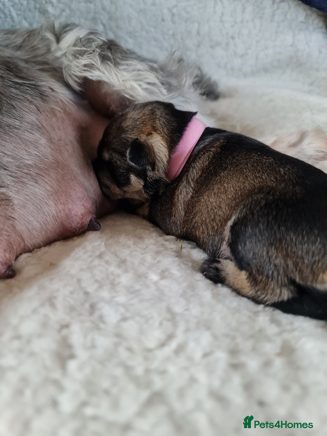 Miniature Schnauzer dogs for sale: Beautiful KC Reg. Miniature Schnauzer Puppies - Advert 23