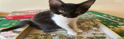 Domestic Shorthair cats for sale: From 7 beautiful kittens to 1 left - Advert 28